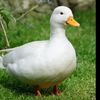 quinnseagull