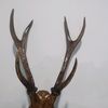 skynich1
