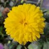 afsanaakter7543
