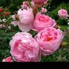 mahin22446688