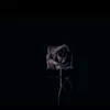 alwayssd____