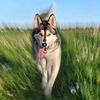 nyahthehusky