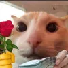 dawg_241