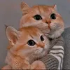 fatimawaseem591