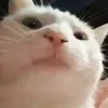 daomengsuu1