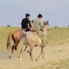horselover0061