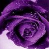 myriams.haddadi