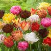 green.tulip