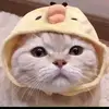 honglee1235