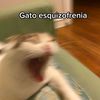 pachi_542