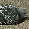 chickenthesigeon