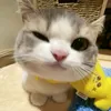 joji_pie