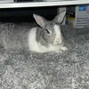 annelise_67000