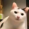 mewing109