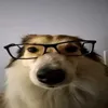 qazsxffx1