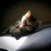 muhammadrizki_354pras