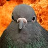 super_piegon