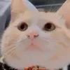 bolttzinho