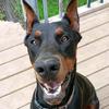 manolitoblackdoberman