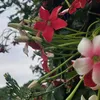 nguoihangxom_2006