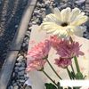 snflwrs_3