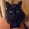 adripersi
