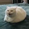 rikkaa_8711