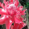 annamarieopaoncir