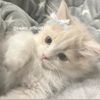 chiko_official1