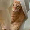 theecheekymonster