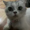 tamgarenna