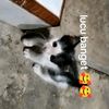 kucing_lucu_2025