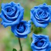 blueroses077