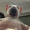 pindoxyt