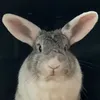 weebunnybelle