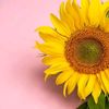tournesols_7