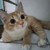 rinisoelistyo