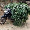 kuliramban80