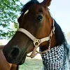 theequestrianninja