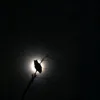 sosoghsafh.7