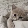l3mylov3r