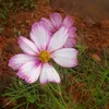 patriciacris13