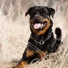 diesel_therottweiler