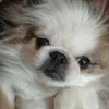 pepi123_p