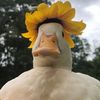 koduck94
