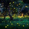 fireflies1412
