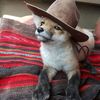 thisisfoxrtb