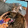 potsie.cat.lady