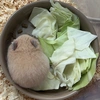 うにたん🐹