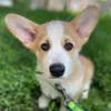 corgi_kinchi